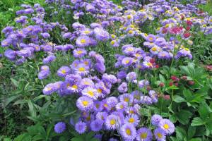 Mavi peri erigeron fidesi erigeron speciosus azure fairy