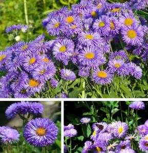 Mavi peri erigeron fidesi erigeron speciosus azure fairy