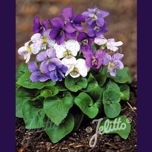 Bahçe menekşeleri tohum karışımı viola sororia mix