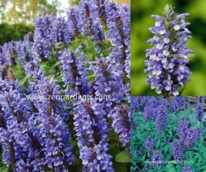 Kaşmir kedi nanesi tohumu kashmir catmint blue moon