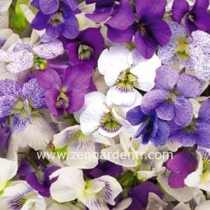 Bahçe menekşeleri tohum karışımı viola sororia mix