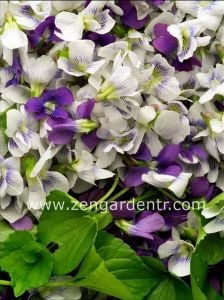 Bahçe menekşeleri tohum karışımı viola sororia mix