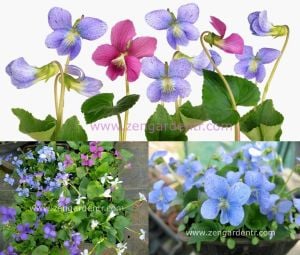 Bahçe menekşeleri tohum karışımı viola sororia mix