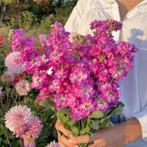 Kokulu Anytime şebboy tohumu karışımı matthiola incana