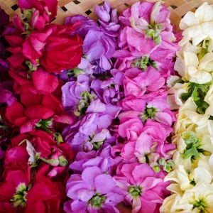 Kokulu Anytime şebboy tohumu karışımı matthiola incana
