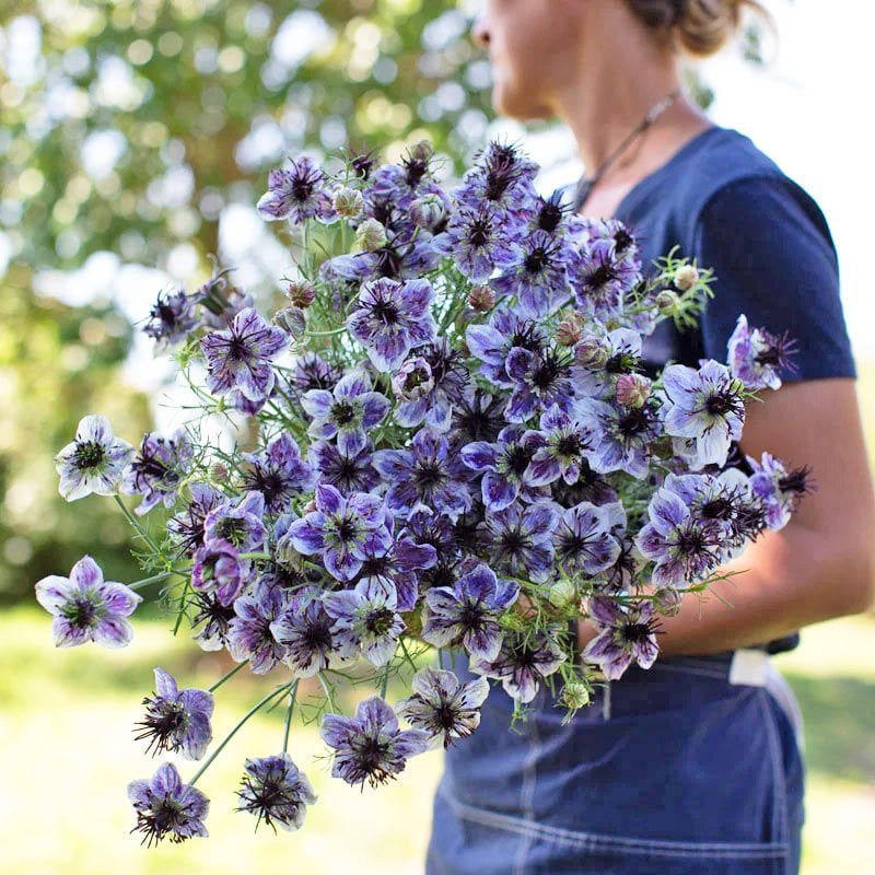 Delft Mavisi çörekotu çiçeği tohumu nigella papillosa