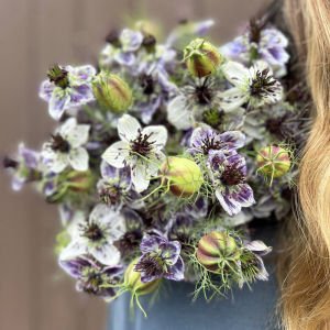 Delft Mavisi çörekotu çiçeği tohumu nigella papillosa