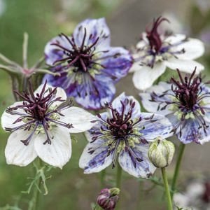 Delft Mavisi çörekotu çiçeği tohumu nigella papillosa