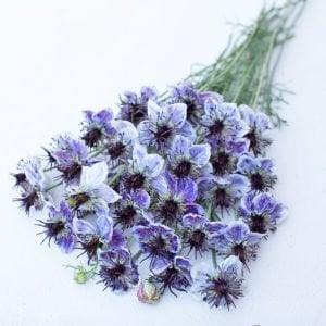 Delft Mavisi çörekotu çiçeği tohumu nigella papillosa