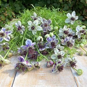 Delft Mavisi çörekotu çiçeği tohumu nigella papillosa