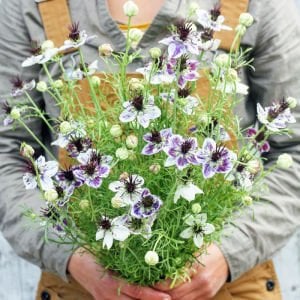 Delft Mavisi çörekotu çiçeği tohumu nigella papillosa