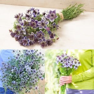Delft Mavisi çörekotu çiçeği tohumu nigella papillosa