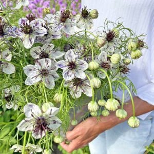 Delft Mavisi çörekotu çiçeği tohumu nigella papillosa