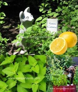 Limon aromalı kedi nanesi lemon catmint citriodora