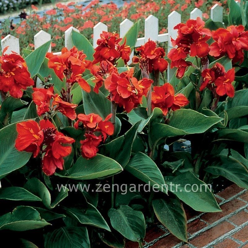 Bodur tespih çiçeği fidesi canna tropical red cannova