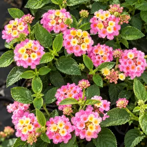 Evita Lemon Pink Ağaçminesi Fidesi