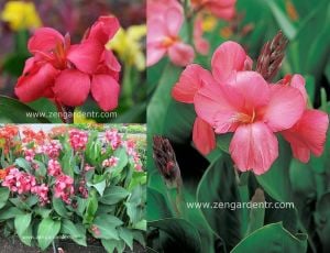 Bodur tespih çiçeği fidesi canna tropical rose