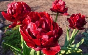 Emblazon lale soğanı şakayık çiçekli