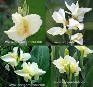 Bodur tespih çiçeği fidesi canna tropical white