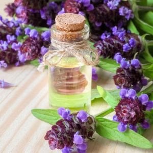 Prunella vulgaris tohumu şifalı yara otu self heal
