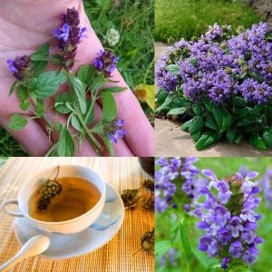 Prunella vulgaris tohumu şifalı yara otu self heal