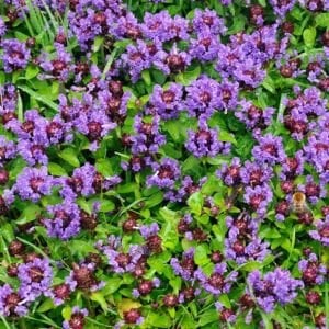 Prunella vulgaris tohumu şifalı yara otu self heal