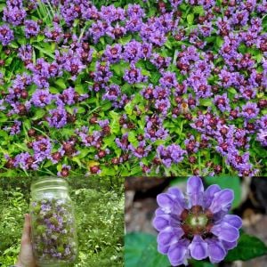 Prunella vulgaris tohumu şifalı yara otu self heal