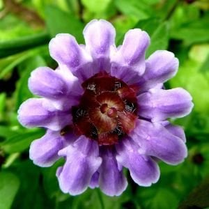 Prunella vulgaris tohumu şifalı yara otu self heal