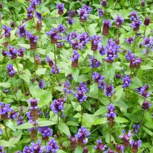 Prunella vulgaris tohumu şifalı yara otu self heal