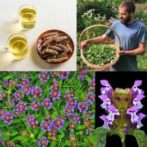 Prunella vulgaris tohumu şifalı yara otu self heal