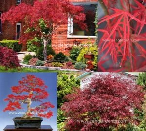 Acer palmatum akçaağaç tohumu hubbs red willow