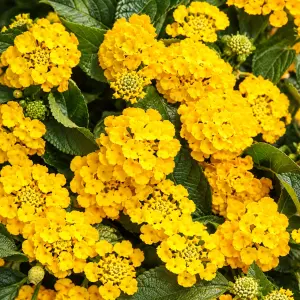 Evita Yellow Ağaçminesi Fidesi