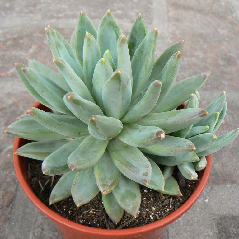 Pachyphytum hookeri rozet yapan çiçekli sukulent