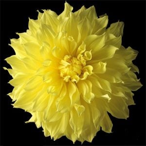 Kelvin floodlight yıldız çiçeği soğanı çiçek çapı 25 cm dahlia