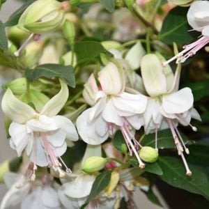 Polar küpe çiçeği fidesi erkenci beyaz fuschsia