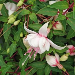 Polar küpe çiçeği fidesi erkenci beyaz fuschsia
