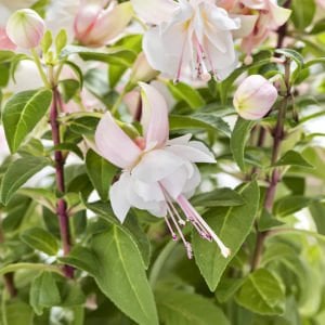 Polar küpe çiçeği fidesi erkenci beyaz fuschsia