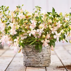 Polar küpe çiçeği fidesi erkenci beyaz fuschsia