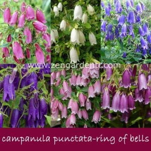 Campanula punctata karışık renkler