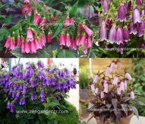 Campanula punctata karışık renkler