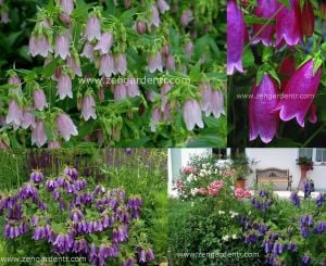 Campanula punctata karışık renkler
