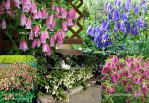 Campanula punctata karışık renkler
