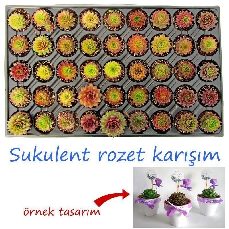 20 adet toptan sukulent bitki nikah düğün ve organizasyonlara özel 20 adet rozet mix