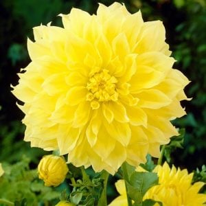 Kelvin floodlight yıldız çiçeği soğanı çiçek çapı 25 cm dahlia