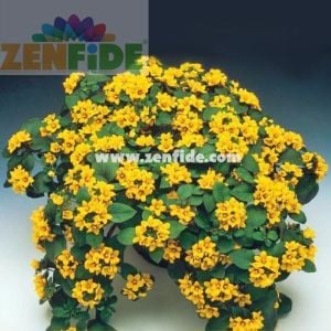Altın küre fidesi lysimachia congestiflora lyssi