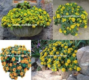 Altın küre fidesi lysimachia congestiflora lyssi