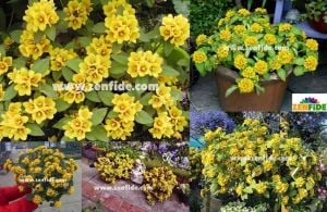 Altın küre fidesi lysimachia congestiflora lyssi