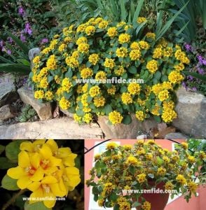 Altın küre fidesi lysimachia congestiflora lyssi