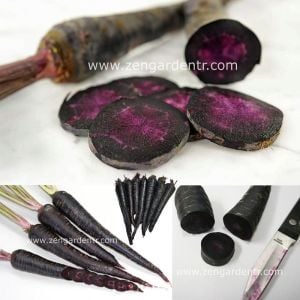 Siyah havuç tohumu geleneksel pusa asita black carrot