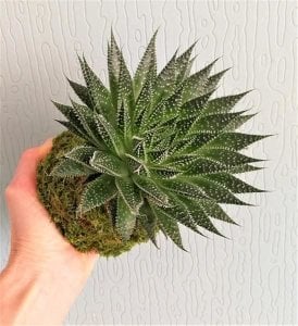 Aloe aristata sukulent bitki